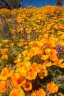 Arizona-Peridot Mesa California poppies in bloom Art Print